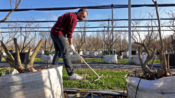 男子使用园艺耙清洁蓝莓有机农场。图片下载