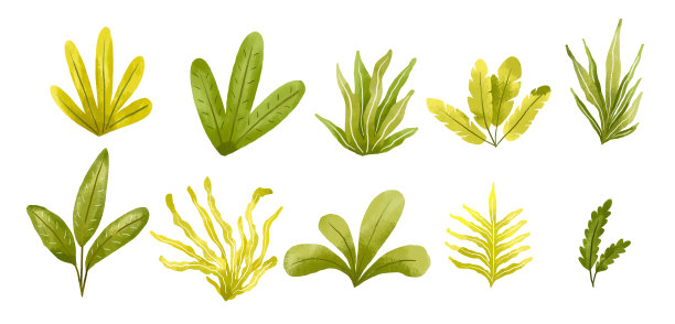 一套热带灌木。绿色水彩草木。丛林集合图片下载