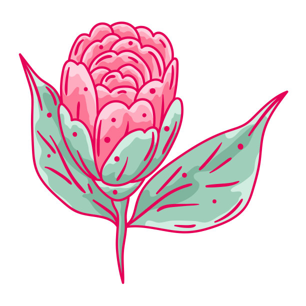 山茶花插图。美丽的装饰植物。图片下载