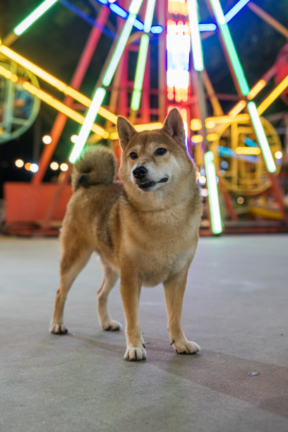 一只柴犬站在节日的旋转木马上。图片下载
