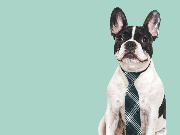可爱的小狗和时髦的领带。影棚拍摄图片下载