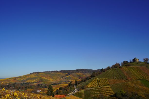 秋天山坡上的葡萄园——库存照片图片下载