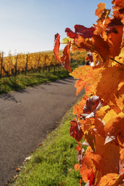 山上的葡萄园在秋天-库存照片图片下载
