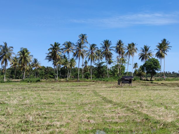 亚齐Besar地区Lhoong街道的稻田景色图片下载