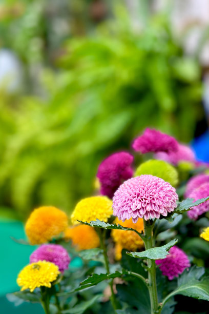 这张照片展示了许多充满活力的花朵。尤其是菊花，它的花瓣排列得密密麻麻的。花有各种各样的颜色，包括粉红色、紫色和黄色。背景图片下载
