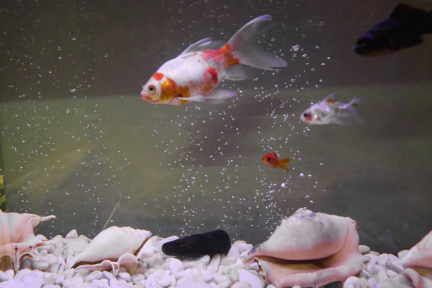 金鱼的特写镜头图片下载