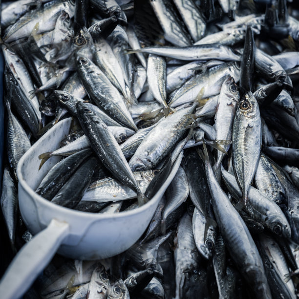 新鲜鲭鱼在市场用塑料勺，准备出售图片下载