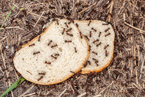 以一群大红蚂蚁吃两片面包为背景的宏观图片显示了这个国家的面包危机。蚂蚁非常勤劳，它们从木片里吃东西。图片下载