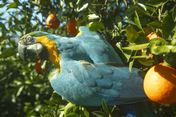 一只鹦鹉在橘子林中图片下载