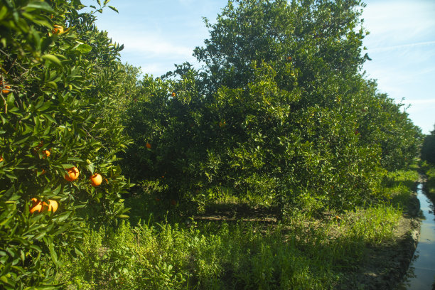 一只鹦鹉在橘子林中图片下载