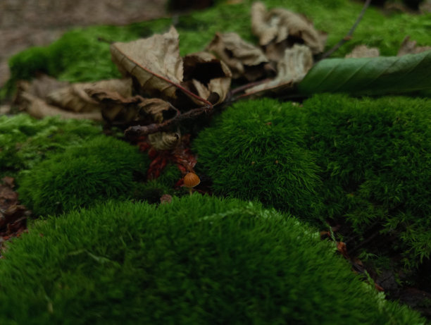 一个脆弱的毒蘑菇生长在绿色柔软的苔藓。落叶落在绿色的森林苔藓上。自然背景和纹理。图片下载