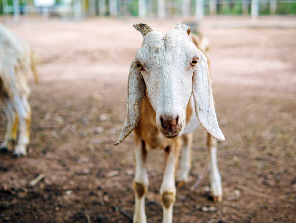 可爱的小山羊和有趣的山羊农场近距离。肖像。头像照片图片下载
