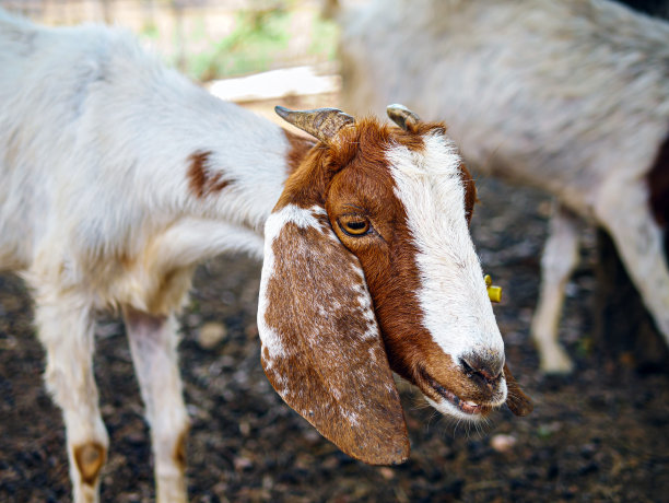 可爱的小山羊和有趣的山羊农场近距离。肖像。头像照片图片下载