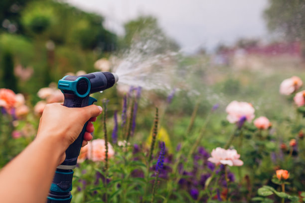 园丁手中的花园软管特写。夏日里给玫瑰花浇水。园艺工具和设备图片下载