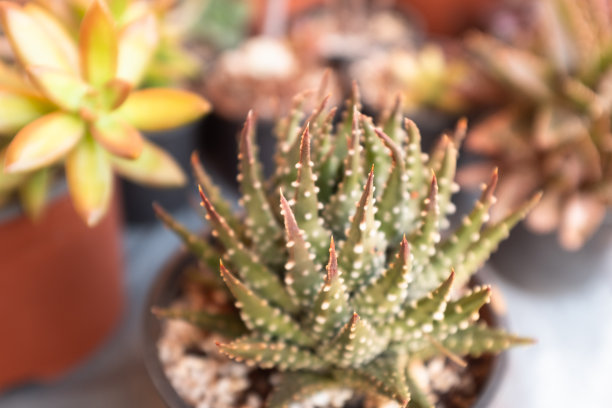 芦荟植物生长在锅。多肉植物海报，日历，邮政，屏幕保护程序，壁纸，明信片，横幅，封面，网站。高质量照片图片下载