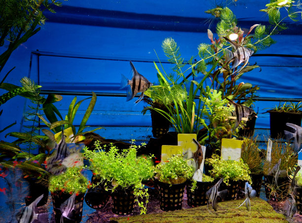 水族花园专门种植水族植物和水族景观。我们从最好的生产商那里采购了各种高质量的水生植物图片下载