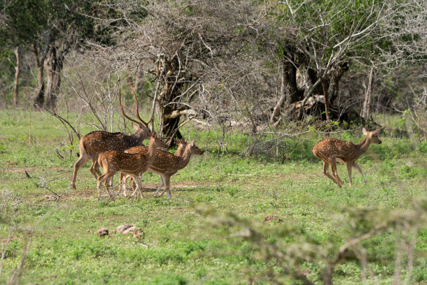 森林里的一群鹿图片下载