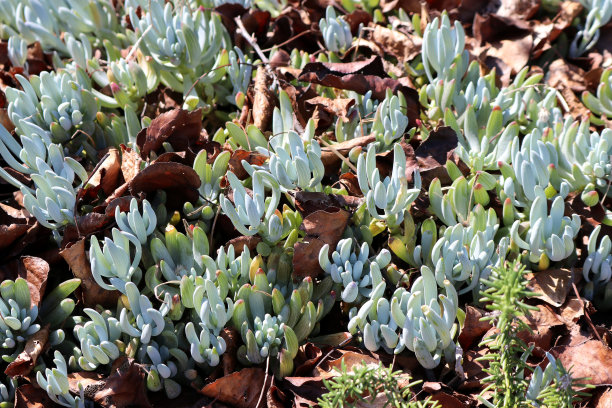 内陆猪脸(Carpobrotus modestus)花和绿色多肉的叶子:(图片来源:Sanjiv Shukla)图片下载