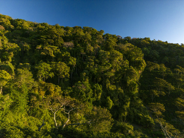 云雾森林鸟瞰图-股票照片图片下载