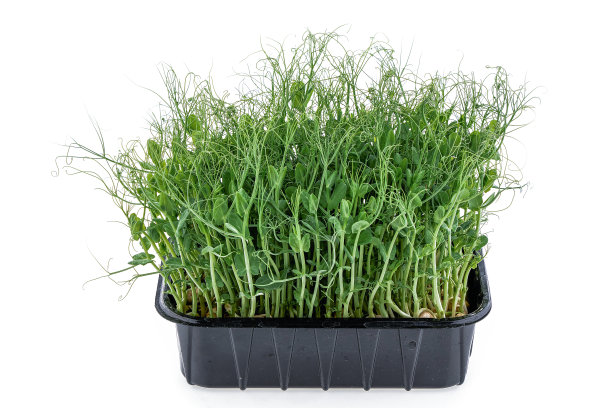 新鲜的豌豆绿叶菜。健康饮食和都市农业理念。照片1图片下载