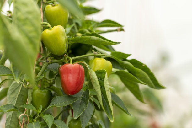红灯笼椒，红辣椒生长在温室-库存照片图片下载