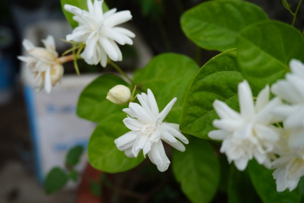 阿拉伯茉莉图片下载