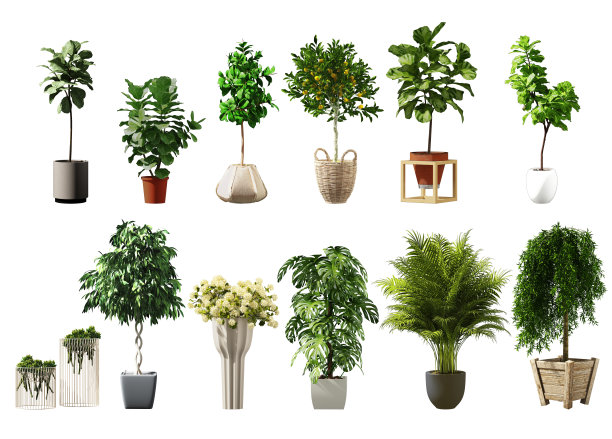 植物在花瓶中被隔离在白色的背景上。三维渲染图片下载