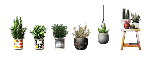 植物在花瓶中被隔离在白色的背景上。三维渲染图片下载