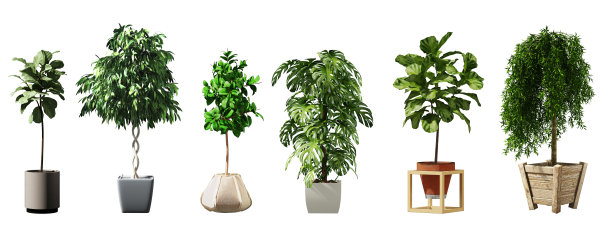 植物在花瓶中被隔离在白色的背景上。三维渲染图片下载