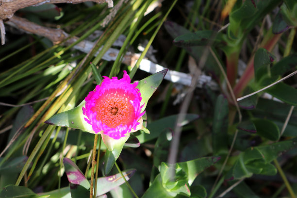 内陆猪脸(Carpobrotus modestus)花，颜色为紫色(紫红色):(图片来源:Sanjiv Shukla)图片下载