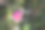 内陆猪脸(Carpobrotus modestus)花，颜色为紫色(紫红色):(图片来源:Sanjiv Shukla)图片下载