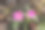 内陆猪脸(Carpobrotus modestus)花，颜色为紫色(紫红色):(图片来源:Sanjiv Shukla)图片下载