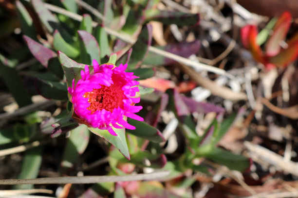 内陆猪脸(Carpobrotus modestus)花，颜色为紫色(紫红色):(图片来源:Sanjiv Shukla)图片下载