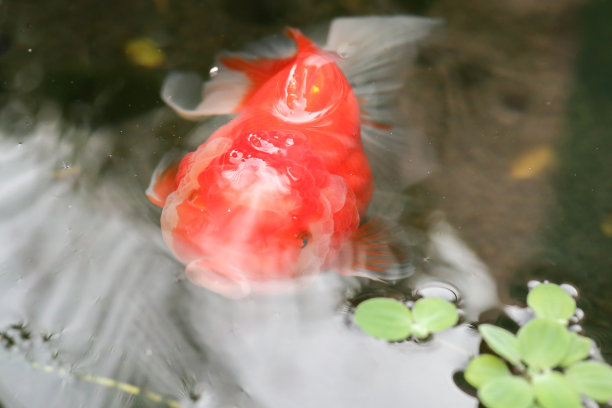 在水族鱼池里游泳的金鱼近景图片下载