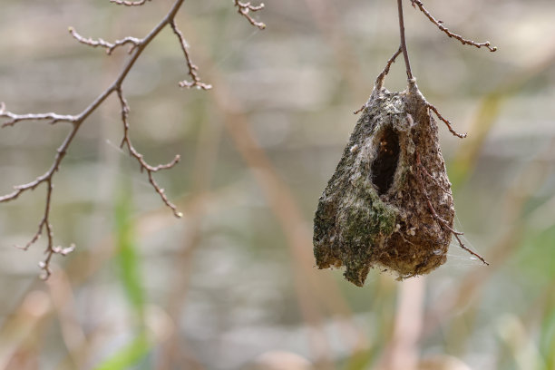 在观鸟公园发现的有趣的鸟巢图片下载