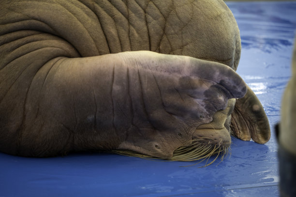 海象前鳍图片下载