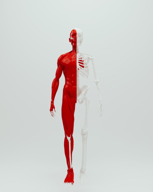 红白解剖骨骼肌肉人类男性医学研究白色背景图片下载