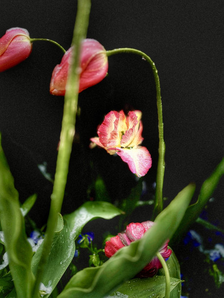 雪和雨枯萎郁金香和鸢尾花在正式花园对黑色背景•股票照片图片下载