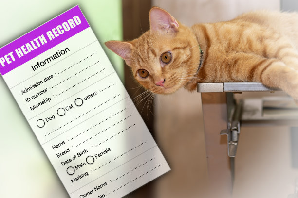 带有宠物医疗记录或健康记录卡的橙色猫。图片下载