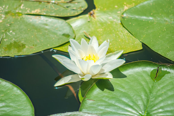 自然照片与特写荷花睡莲花在水上。图片下载
