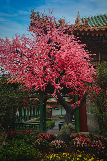 美丽的树图片下载