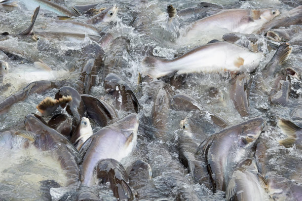 一群鱼在水中的照片。图片下载