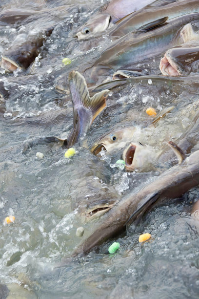 一群鱼在水里的照片，周围有很多鱼。图片下载