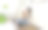 亚洲美女女士工作时带着笔记本电脑坐在家里的厨房地板上，科技女性概念为另类办公室自由职业者年轻快乐的亚洲女性使用膝上笔记本电脑与宠物狗玩耍图片下载