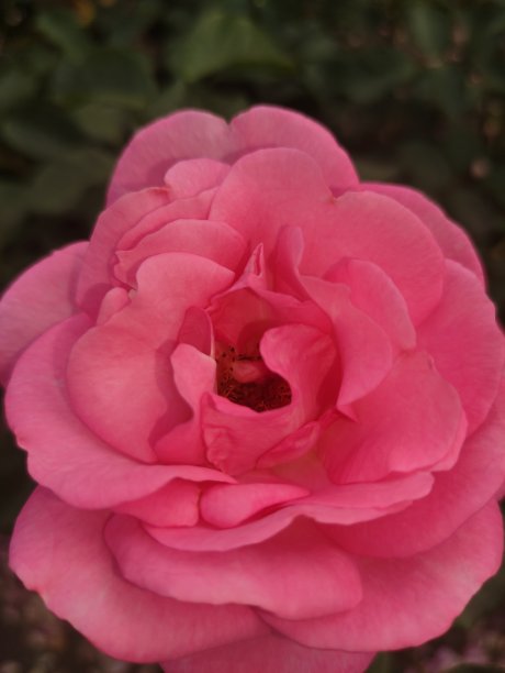 这是一朵盛开的粉红玫瑰的特写。垂直移动照片。sstkvertical图片下载