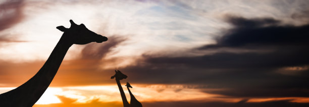 一群长颈鹿在沙漠日落中行走的剪影图片下载