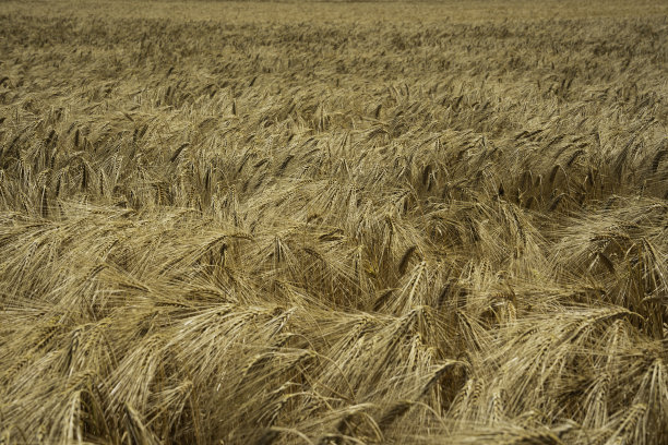 收获时间。日落时的金熟小麦。农业的概念。图片下载