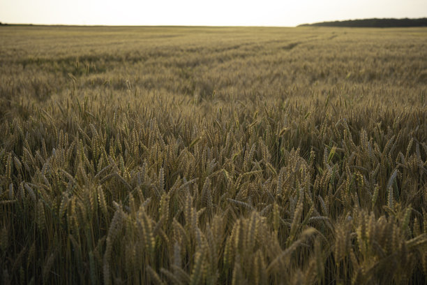 收获时间。日落时的金熟小麦。农业的概念。图片下载