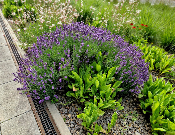 斜坡公园里带楼梯的露台。图片下载