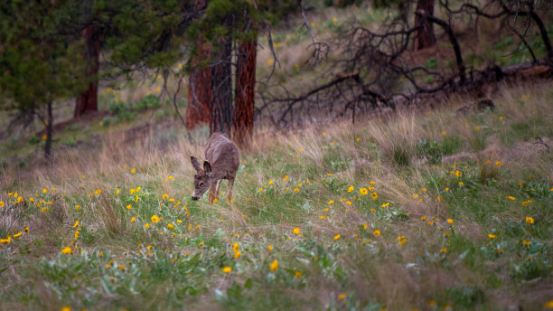 鹿，野生动物，照片，森林，太平洋西北，美国，自然，宁静，雄伟，鹿角，自然栖息地，绿色，郁郁葱葱，树木，树叶，林地，宁静，和平，放牧，荒野，野生，动物，风景，美丽，动物群，伪装，苔藓，图片下载